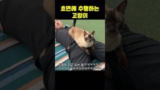 모르는 고양이한테도 당하는 집사 #shorts #shortvideo #고양이 #시트콤