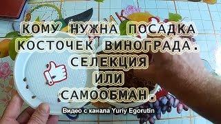  ВОТ ПОЧЕМУ НЕ САЖАЙТЕ ТАК КОСТОЧКИ ВИНОГРАДА. ЭТО САМООБМАН А НЕ СЕЛЕКЦИЯ. Виноград из косточки.