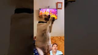 Radhe Radhe japa Karo #dog #doglover #funny #cute #labrador