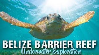 SCUBA DIVING BELIZE | Ambergris Caye and Placencia | travel vlog 2019