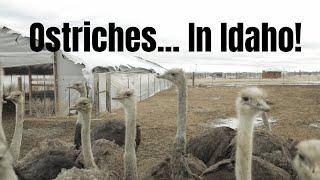 The Idaho Ostrich Farm