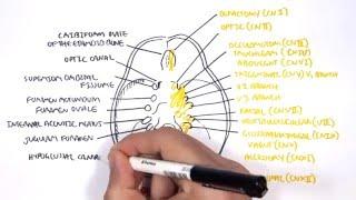 Anatomy - Cranial Nerves and the Skull