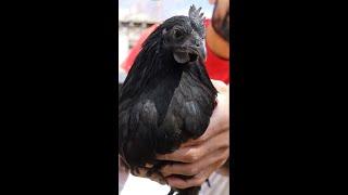 Let's Slaughter a BLACK CHICKEN