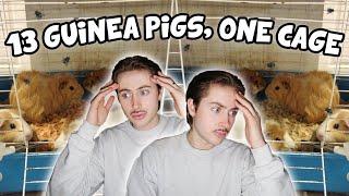 Rescuing 13 Guinea Pigs Living in ONE Cage! 