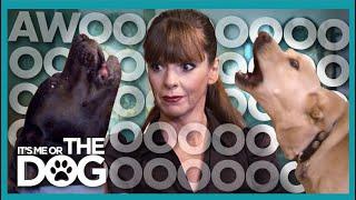 Howling Dogs Drive Victoria Insane! |  It's Me or The Dog