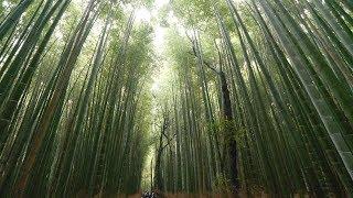 4K・ Japan - Rainy Kyoto Arashiyama, Kameyama Park and bamboo grove ・ 4K