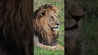 The Bigcats of the Maasai Mara Kenya #wildlife #bigcat #africa #animals #lion