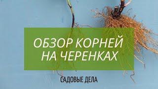 ОБЗОР КОРНЕЙ НА ЧЕРЕНКАХ | САДОВЫЕ ДЕЛА#обзоркорней #череночник #черенкование #черенки #садовыедела