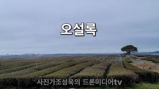 제주 오설록 4k 20230223  사진가조성욱의 드론미디어TV