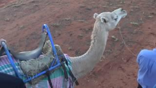 Camel Ride