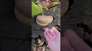 Așa arată ciuperca Pleurotus