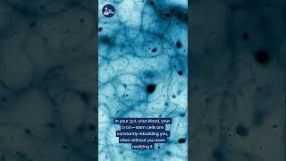 Your Body Can Regrow Itself… With Stem Cells?