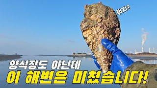 몇년을 살았는지 알수없는 어마어마한 크기의 이것 밀려옵니다! +먹방