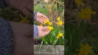 Tete a tete Daffodils #gardening #spring #gardens #outdoors #permaculture