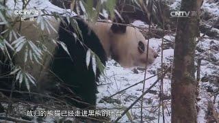 放归的熊猫误闯黑熊的地盘 它们会碰上吗？《重返森林》【CCTV纪录】