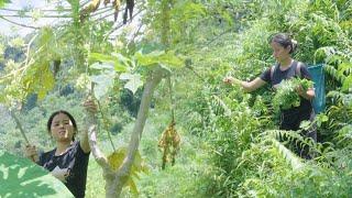 Single mother harvests wild vegetables to sell || 17 year old single mother