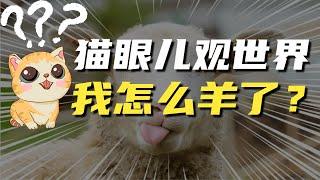 猫眼儿全家都阳了！亲身经历阳的各阶段症状，仅供参考，对症下药