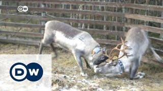 Climate change threatens Sami way of life | DW News