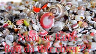 Nuôi Ốc Ruốc không đụng hàng cho bể cá mini - bạn đã thử chưa ?
