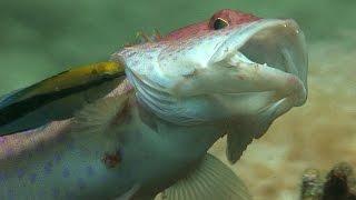 Reef Cleaning Stations | JONATHAN BIRD'S BLUE WORLD