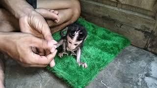 Baby monkey today had a fragrant and clean bath