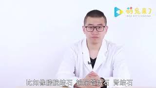 泰迪喝什么水比較好