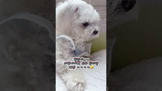 듣기 싫은소리 했다고 꼬라보는 양아치 댕댕이 (끝까지 보세용) #dog #pets #달콩이 #양아치 #댕댕이 #funnyshorts