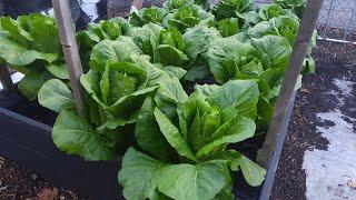 Lettuce And Strawberry Update After The Snow 11/24/24