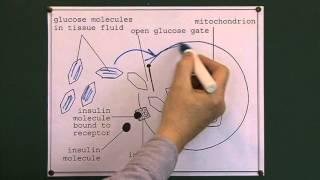 Blood glucose regulation