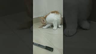 cat lover song #viral #viral #cats