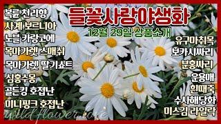 들꽃사랑 12월28일 입고상품 #수입목마가렛 #유구마취목 #미스김라일락 #운용매 #호접난 #노블카랑코에 #심홍수몽 #흰싸리 #청보라싸리 #사계보르니아 #흰때죽 #수사해당화 #폼폼