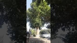 Фергана 100 летний чинар #shorts #platanus #fergana #uzbekistan #рекомендации  #фергана #узбекистан