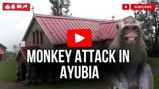 Monkeys Attacked Us | Ayubia Church | Vlog #29 | Wisha Faras Vlogs