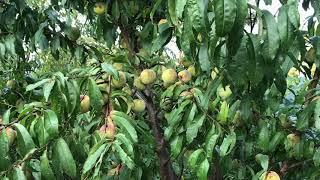 Insight on Siberian C peaches