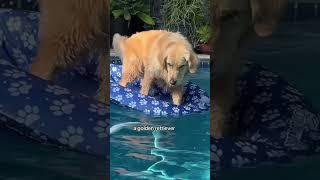 this man is a full time job #PoolTime #swimmingdog #goldenretriever #shorts #dog #youtubeshorts