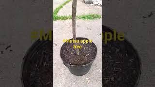 #Mutsu apple tree/ she moved into her new home