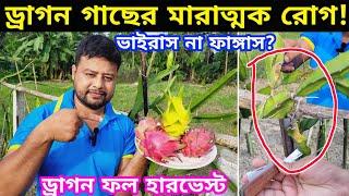 দেখুন  ড্রাগন গাছের মারাত্মক ভাইরাস এবং ধসা রোগ কিভাবে দূর করবেন । #dragon