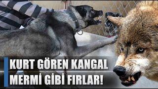 Kurtçul Kangal Mermi Gibi Fırlar! Kurtçul Kangal Nasıl Olur? / AGRO TV HABER