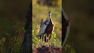 Black bellied bustard bird #nature #wildlife #bird #bustard HA45700