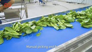 Lettuce Washing Processing Equipment How to Wash Lettuce Keep Lettuce Fresh