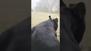 Dogs that are afraid of thunder.#dog #dogs #dogsoftiktok #dogvideo #dogvideos #funny #usa