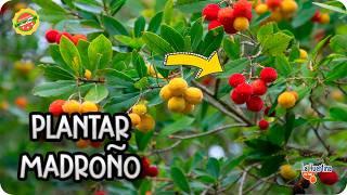 Cómo Plantar Madroño: Guía Completa de Cuidados y Beneficios - La Huertina de Toni