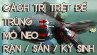 Vlog 019 - Cách trị triệt để trùng mỏ neo / rận / sán / ký sinh trùng | How to treat anchor worm ?