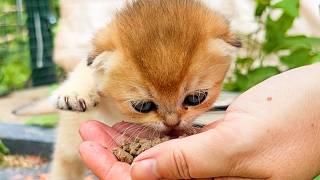 Baby goat attacks me while I feed kittens on the street. (Turn on subtitles)