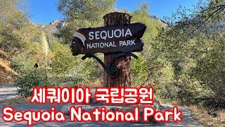 4K [미국여행] 세쿼이아 국립공원 Sequoia National Park