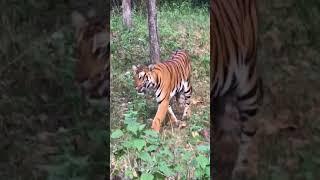 Tiger Sighting at Kabini - long