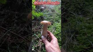 Boletus edulis, Porcino, Steinpilze #shorts #new #trending #foryou #nature #forest #wood #mushroom