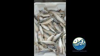 Indian Mackerel Ikan Kembong Kembong Fish For Sale|Goldstar Seafoods