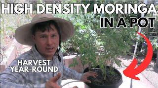 How to Grow High-Density Moringa in a Container for Any Climate