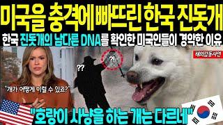 [해외감동상사연] "이런 개는 처음 봤다" 진돗개 DNA에 숨겨진 비밀을 밝힌 미국! 한국 무시했던 미국인들을 충격에 빠뜨린 입양한 진돗개의 믿을 수 없는 선택, 감동을 준 기적!